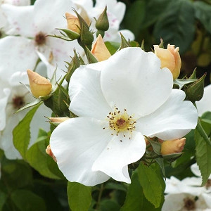 Rosa Sally Holmes, Rosa 'Sally Holmes', Climbing Roses, Hybrid Musk Roses, Fragrant roses, Pink Roses, White Roses